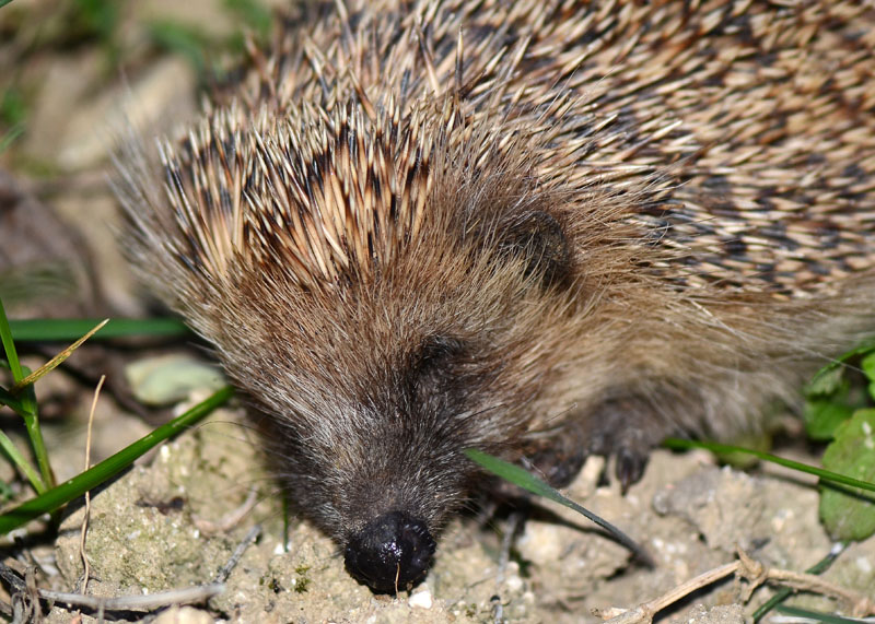 Riccio - Erinaceus europaeus
